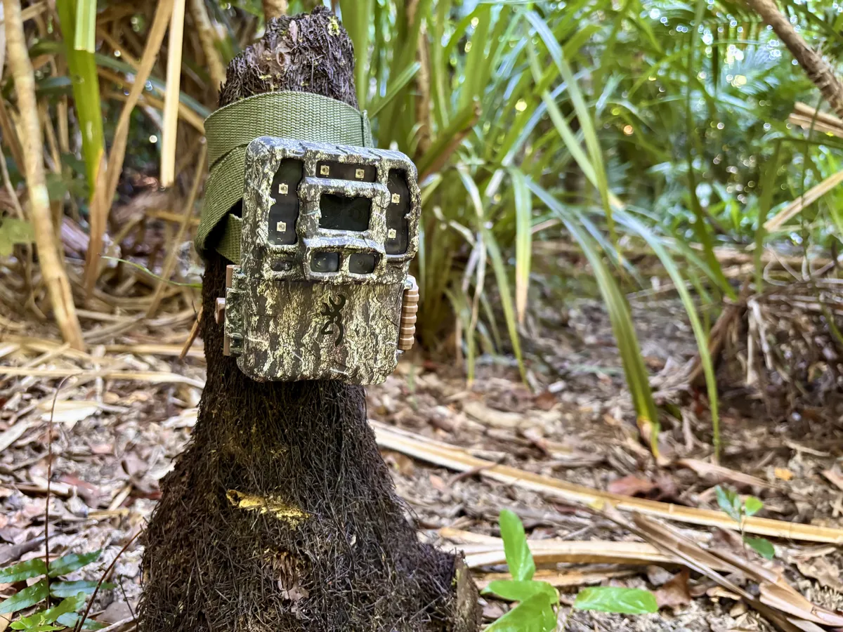Far North Queensland backyard wildlife: six months on the trail camera