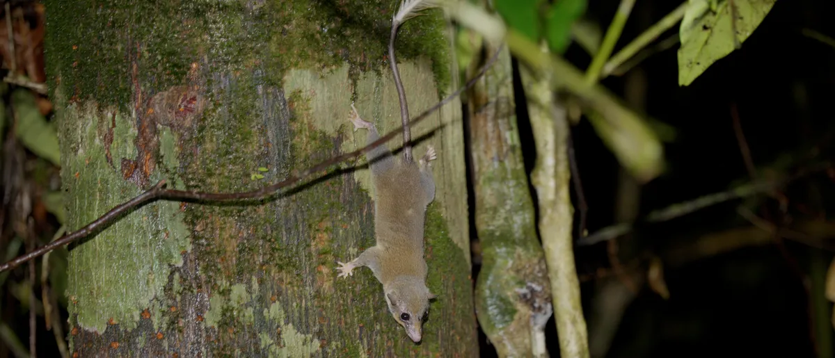 A pen-tailed treeshrew in the Bornean night