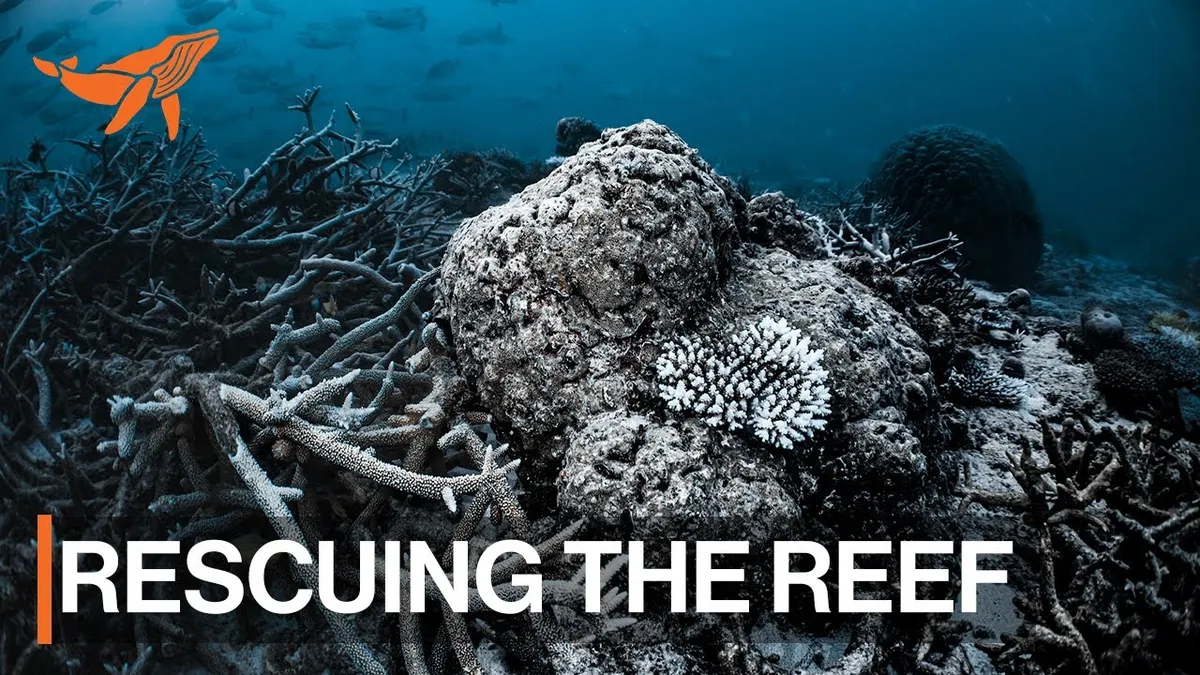 A Sea of Hope: Great Barrier Reef