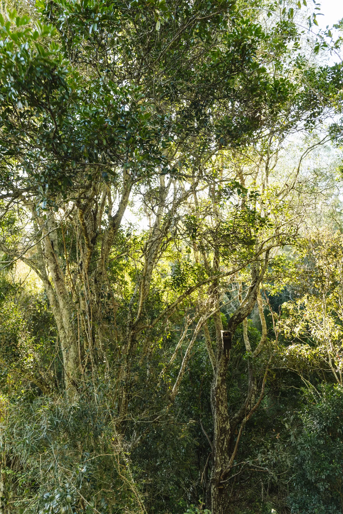 Land for Wildlife SEQ Property Showcase: Semi-Evergreen Vine Thicket