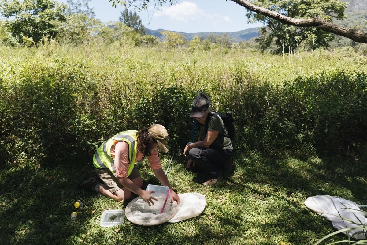 Watergum Gold Coast Bioblitz