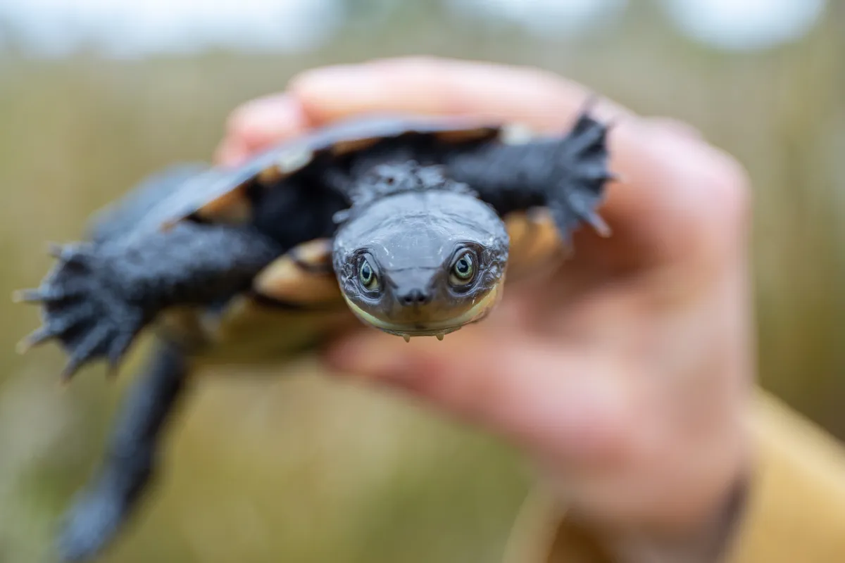 The Western Swamp Tortoise