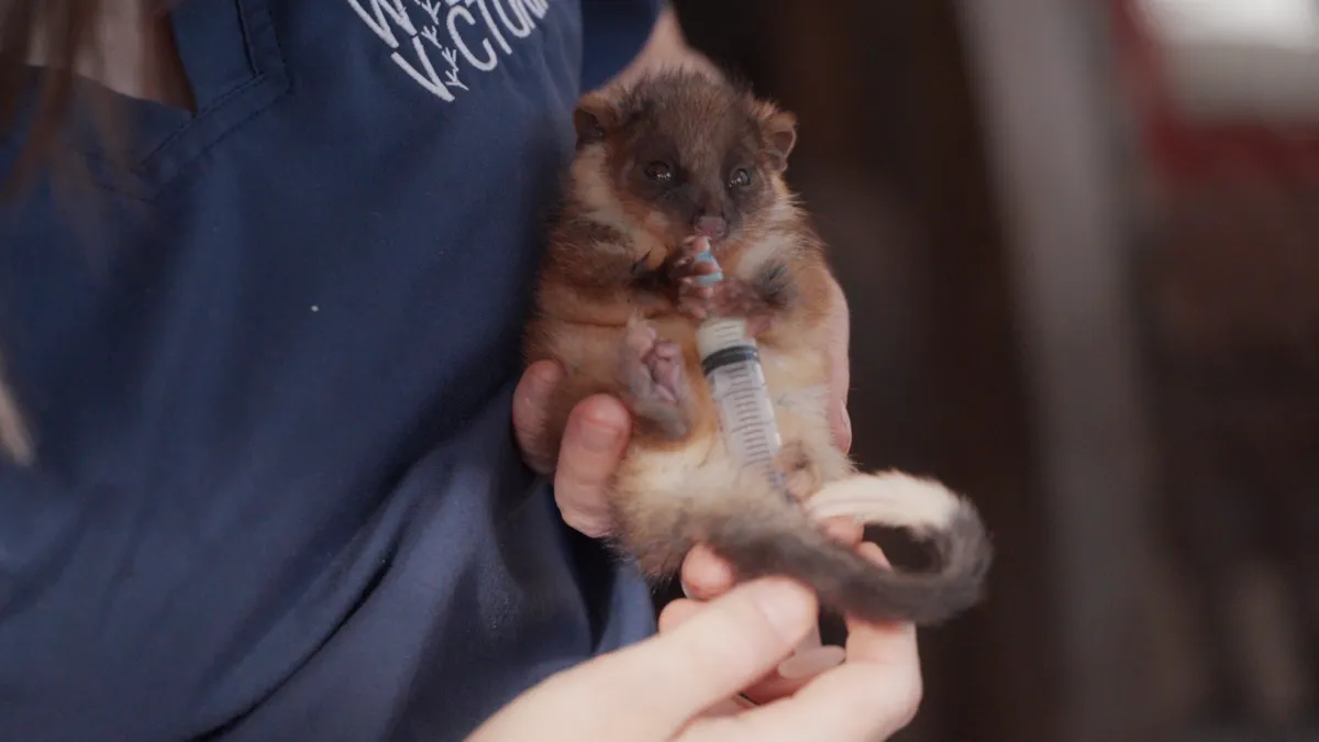 Wildlife Victoria's Wildlife Emergency Response